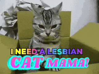 a cat sitting in a cardboard box with the words " i need a lesbian cat mama " above it