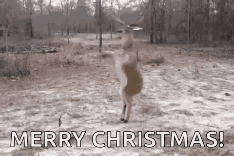 Reindeer Dance Funny Animals GIF - Reindeer Dance Funny Animals Merry Christmas GIFs