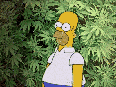 a cartoon of homer simpson standing in front of marijuana leaves