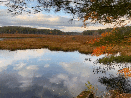 a lake with trees in the foreground and a reflection of clouds in the water