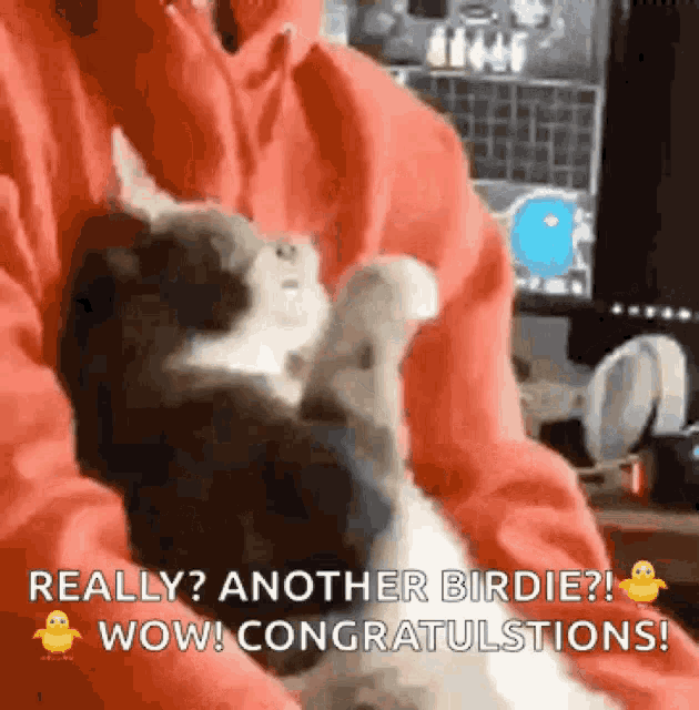 a person is holding a kitten and says really another birdie wow congratulations !