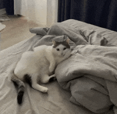 a cat laying on top of a bed with a gray comforter