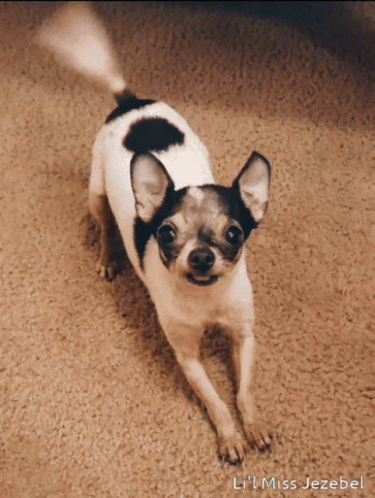 Chihuahua Dog Jezebel GIF - Chihuahua Dog Chihuahua Jezebel GIFs
