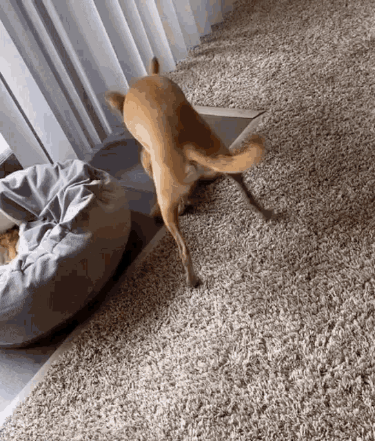 a dog is standing on its hind legs on a carpet in a living room .