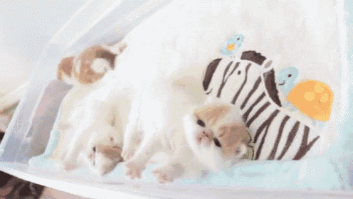 a group of kittens are laying on a blanket with a zebra print .