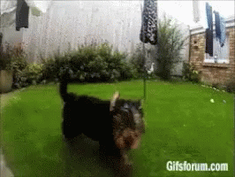 Excited Chase GIF - Excited Chase Dog GIFs