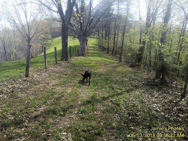 a photo of a dog in the woods was taken by jamie 's photo 's