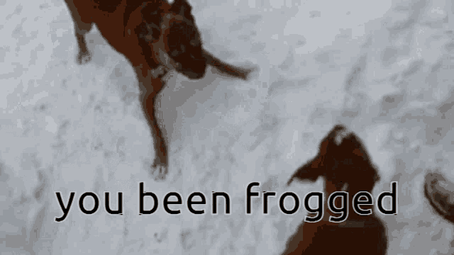Frog Sgt Frog GIF - Frog Sgt Frog Anime GIFs