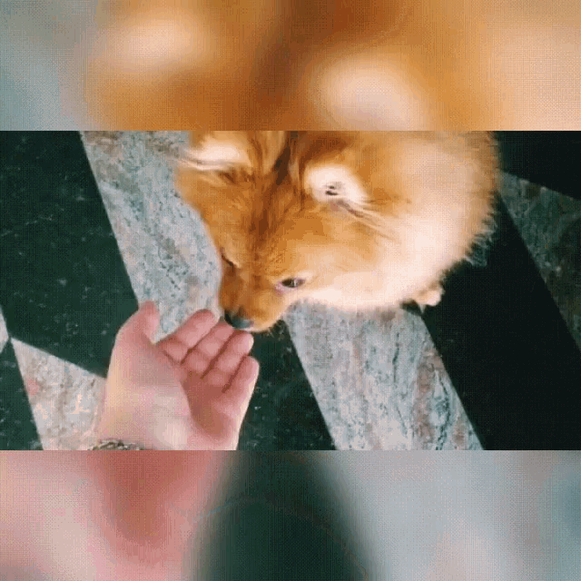 Pom Pomeranian GIF - Pom Pomeranian Puppy GIFs