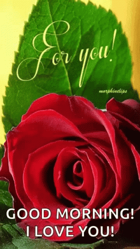 For You Red Rose GIF - For You Red Rose Good Morning GIFs