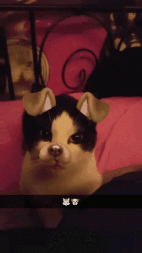 Funny Dog GIF - Funny Dog Cat GIFs