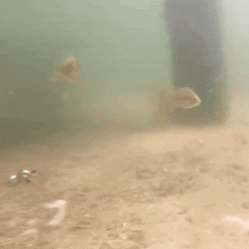 a person is swimming in a body of water with a blurred background .