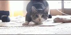 Shaq Dancing Cat GIF - Shaq Dancing Cat GIFs