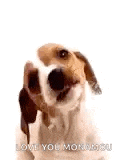 a dog is sticking its tongue out while holding a piece of food in its mouth .
