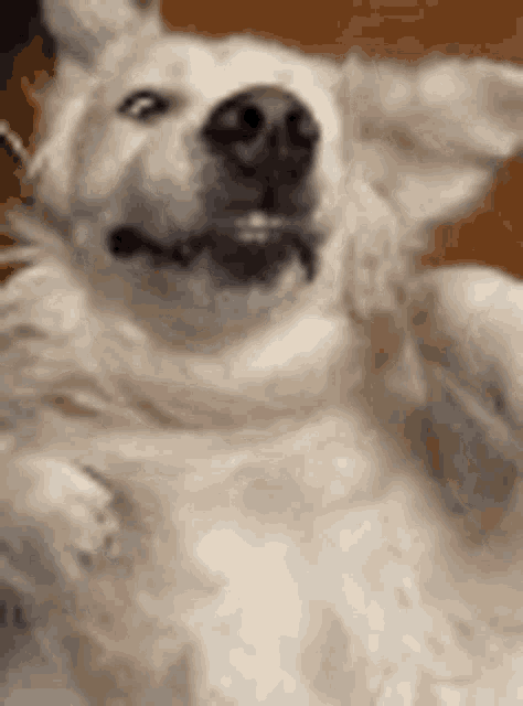 a white dog is laying on its back and looking at the camera with its mouth open .