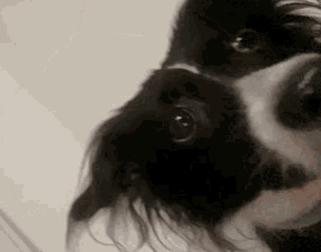 a black and white dog is looking at the camera while taking a shower .