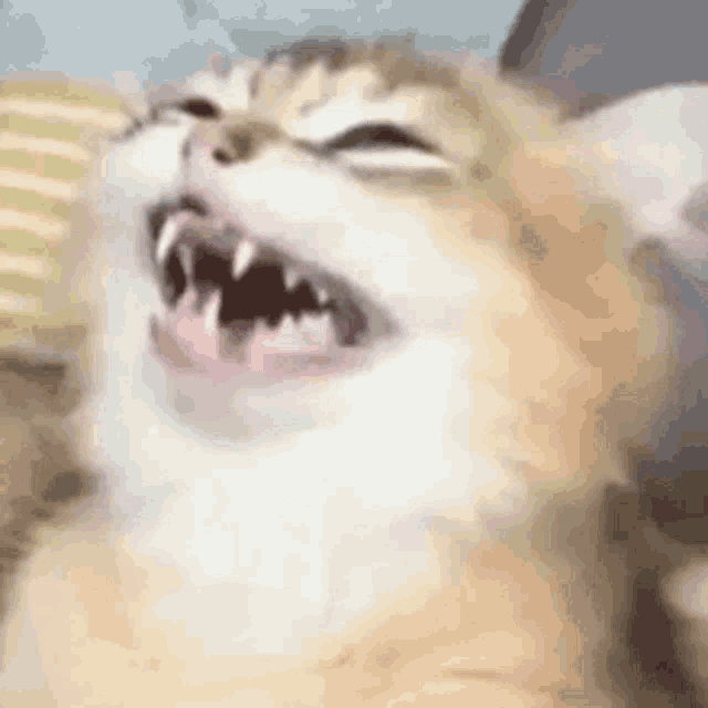 Cat Laugh GIF - Cat Laugh Cute GIFs