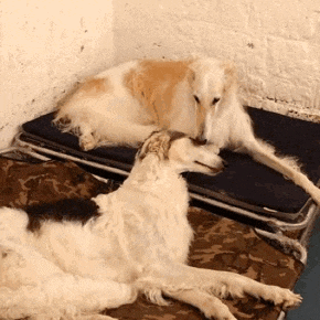 two dogs are laying on a suitcase in a room