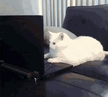 a white cat laying on a couch next to a black laptop