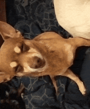 a small brown dog laying on a bed with a white pillow