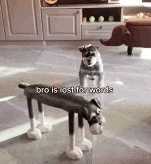 two dogs are standing next to each other in a living room .