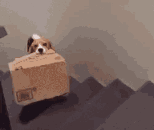 Ludo Beagle GIF - Ludo Beagle Box GIFs