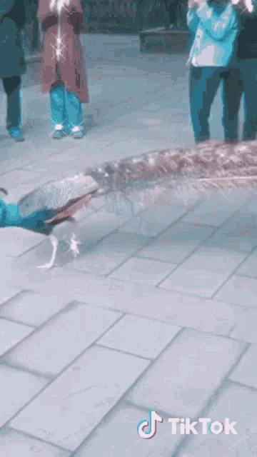 a tiktok video of a peacock walking on a sidewalk with people standing behind it