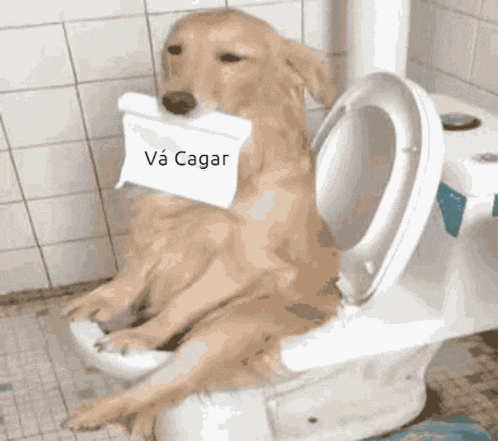 a dog is sitting on a toilet holding a piece of toilet paper that says vá cagar