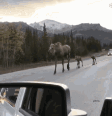 Meese GIF - Meese GIFs