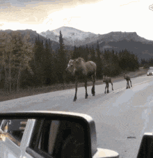 a moose crossing a highway in front of mountains
