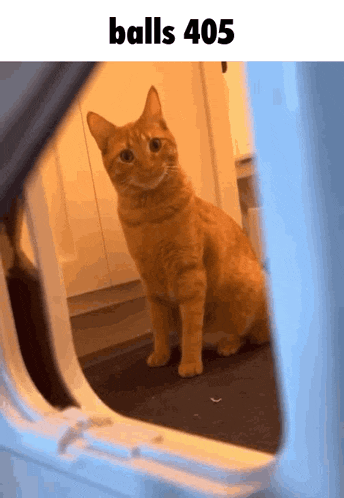 a cat is sitting in a doorway with balls 405 written on the bottom