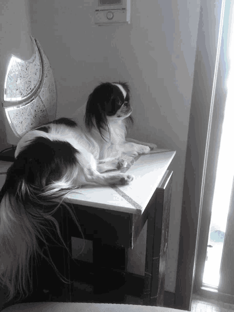 a black and white dog laying on a table with a clock on the wall behind it