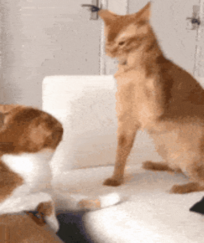 two cats are sitting on a white couch and one is looking at the camera