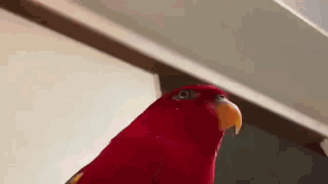 Bird GIF - Bird GIFs