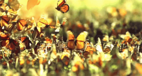Butterflies GIF - Monarch Butterfly Fly Swarm GIFs
