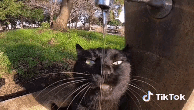 a black cat is drinking water from a faucet in a park