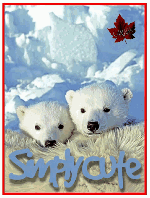 Canadian Polar Bears Cute Animals GIF - Canadian Polar Bears Cute Animals Simply Cute GIFs