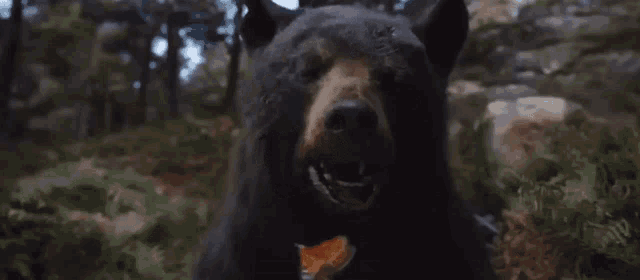 a black bear is standing in the woods with its mouth open and a butterfly flying in the background .