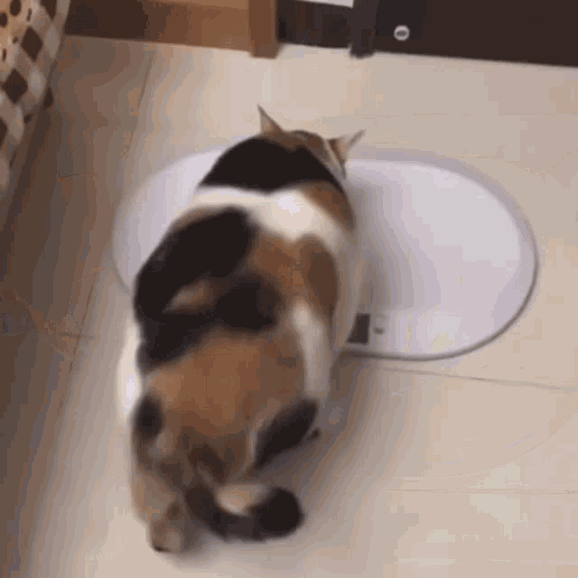 Fat Fat Cat GIF - Fat Fat Cat Super Fat Cat GIFs