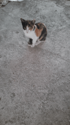 a calico cat sitting on a concrete floor