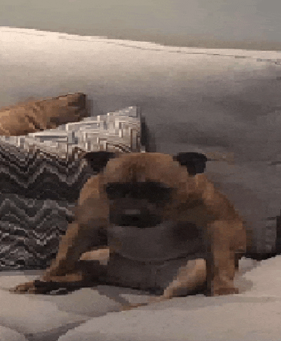 a pug dog wearing sunglasses is laying on a bed