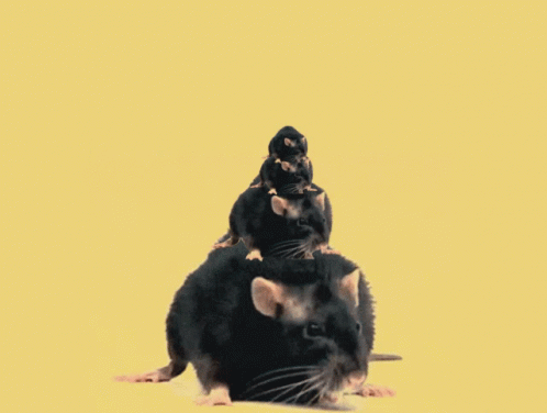 Ratstack GIF - Ratstack Rat GIFs