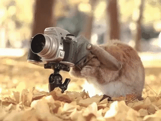 Squirrel Camera Man GIF - Squirrel Camera Man Photographer GIFs