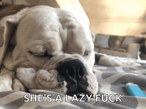 a dog is laying on a bed with the words she 's a lazy fuck above it