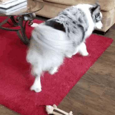 a black and white dog standing on a red rug next to a bone