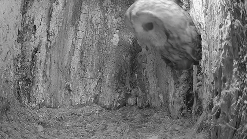 Entering My Nest Tawny Owl GIF - Entering My Nest Tawny Owl Robert E Fuller GIFs