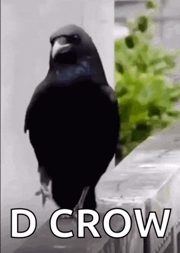 a black bird is standing on a ledge with the words `` d crow '' above it .