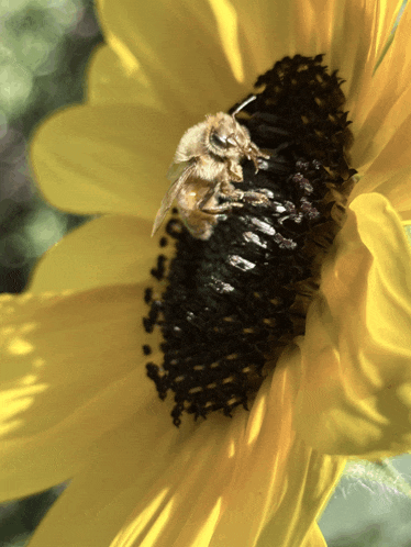 a bee is sitting on a yellow sunflower