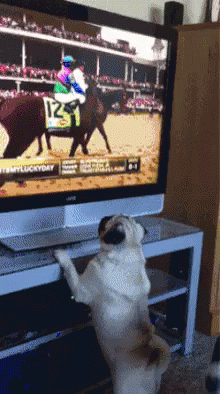 看电视 狗狗 狗 可爱 GIF - Watch Tv Cute Puppy GIFs