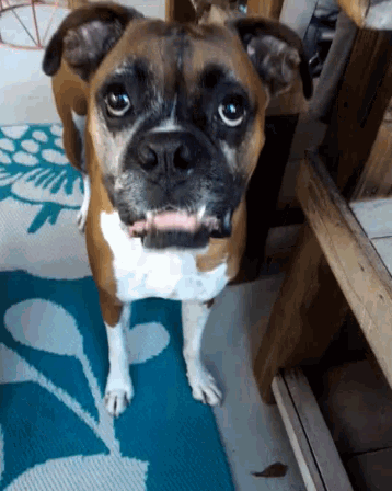 Boxer Dog GIF - Boxer Dog Face GIFs